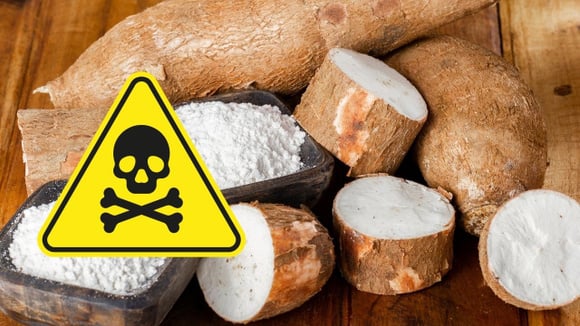Mandioca é tóxica e pode fazer mal para a saúde se você não prestar atenção nesses detalhes importantes