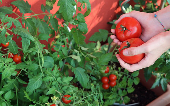 Se você cultiva tomates em casa, precisa conhecer estes 7 truques do TudoGostoso para fortalecer as plantas