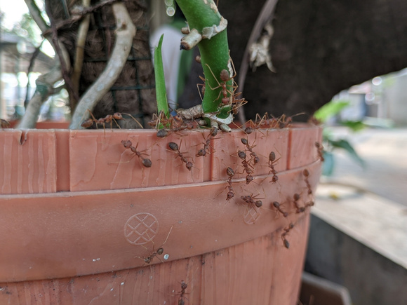 Adeus, formigas nas plantas: aprenda o truque simples com cascas de alho e cravos-da-índia que vão te livrar do problema!