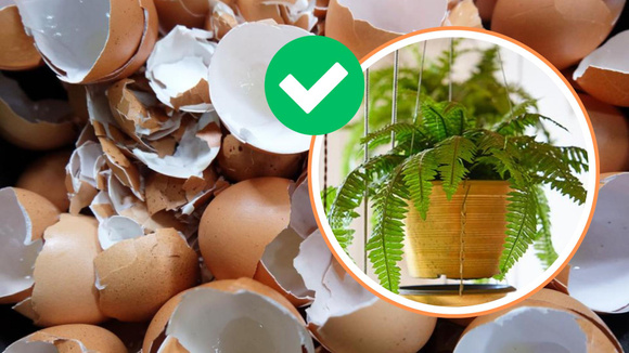 O segredo das samambaias verdes pode estar na casca de ovo