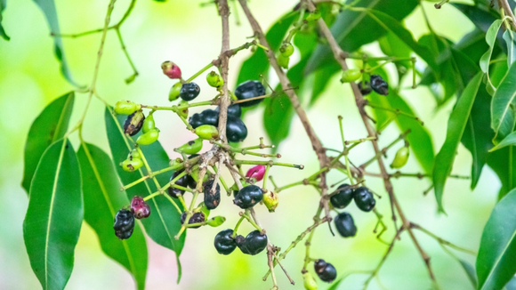 Cresce em uma árvore resistente e pode ser cultivada facilmente em quintais espaçosos. (Créditos: Shutterstock)