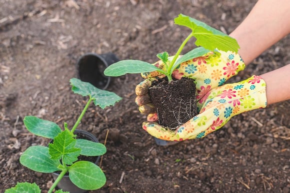 Os 3 vegetais para plantar a partir de 1º de novembro: crescem rápido, precisam de pouco espaço e podem ser colhidos no verão