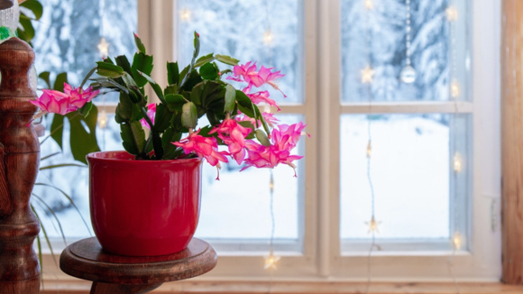 Como podar um cacto de Natal para que ele viva por décadas, com dicas de horticultores