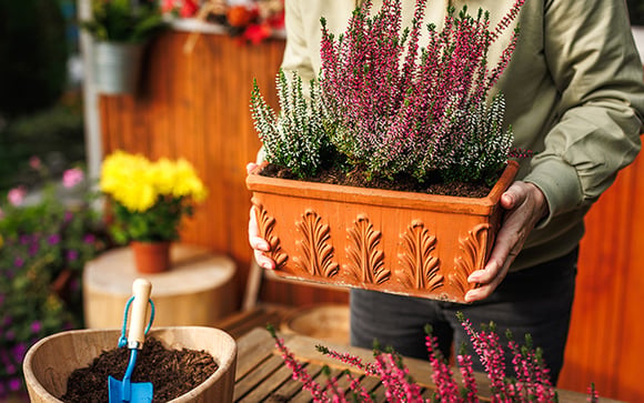 Perfeitas para o outono: essas 3 espécies de plantas adoram esse clima e deixam o quintal mais colorido