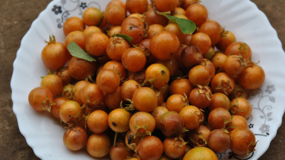 Uma fruta antiga de quintal da vovó está de volta nos jardins e pomares e atualmente é usada em pesquisas