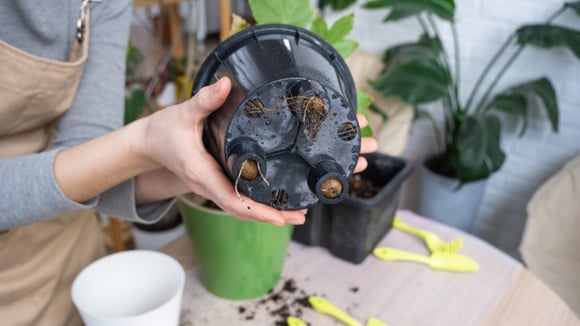 "Vaso sem furinho é uma cilada": jardineiro revela todos os detalhes que vão transformar o cultivo de plantas em vasos na sua casa