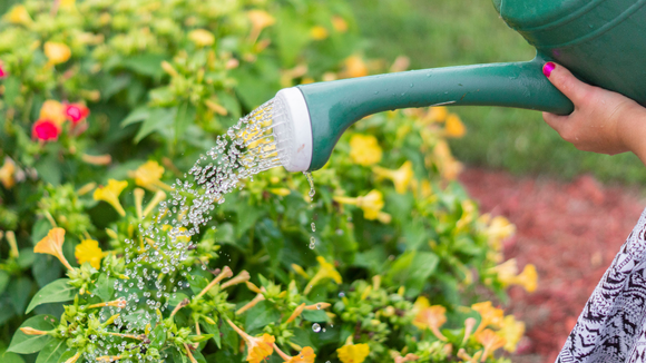 Por essa ninguém esperava: existe um horário certo para regar as plantas e garantir que elas cresçam de forma saudável!