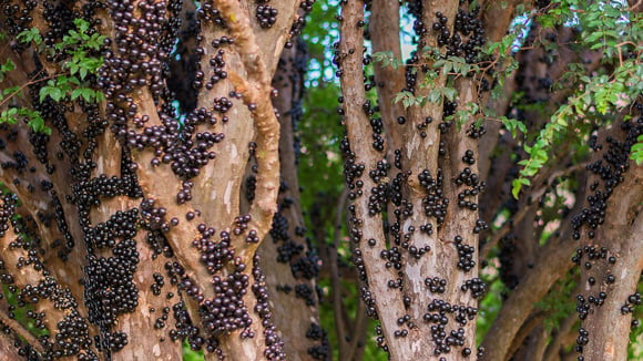 Dica de um amigo jardineiro: essas são as 8 árvores frutíferas que você pode plantar na calçada para deixar a frente da sua casa mais colorida