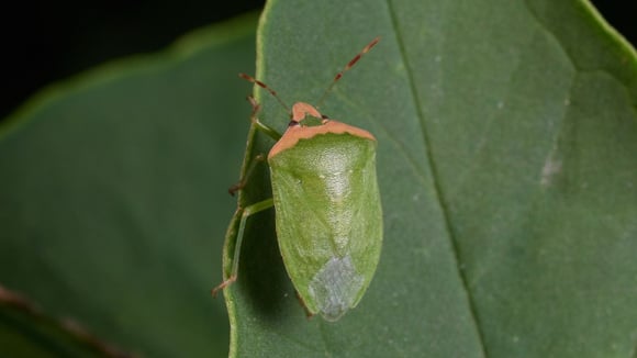Chega de percevejos no jardim: o cheiro dessa planta ajuda a afastá-los sem precisar de pesticidas