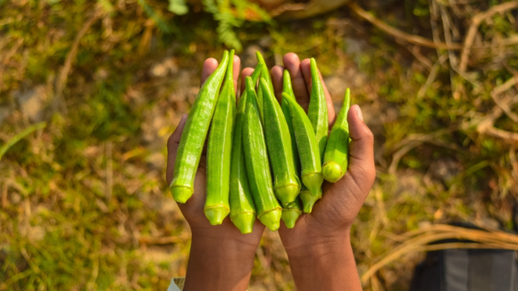 Já pensou em cultivar quiabo em casa? É mais simples do que você pode imaginar!