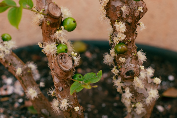 Essas 5 árvores frutíferas são perfeitas para quem tem pouco espaço no jardim