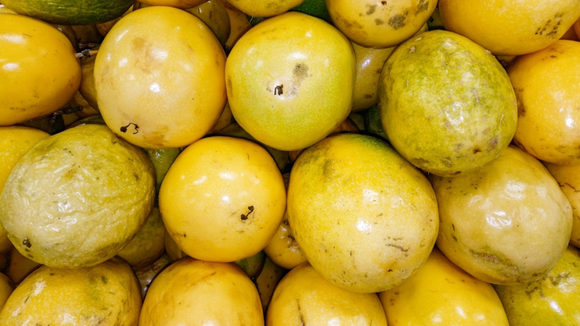 Maracujá de casca lisa ou enrugada? O segredo dos feirantes para escolher a fruta no ponto certo