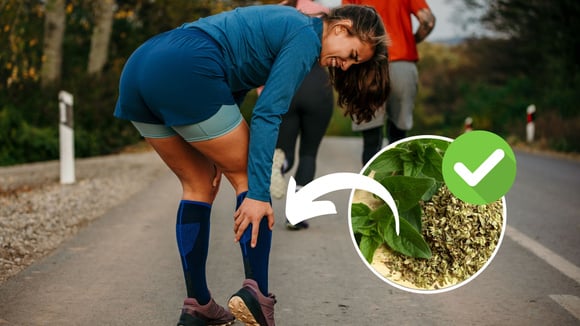 A erva aromática queridinha dos atletas que ajuda a evitar cãibras, gerar colágeno e prevenir a artrite