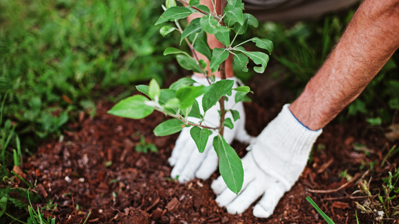 Trabalho no TudoGostoso há 4 anos e estas são as melhores dicas de jardinagem que aprendi nesse tempo