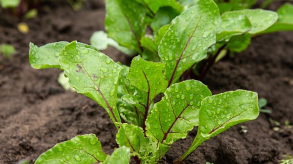 Vegetal barato e sem carboidrato tem 3 vezes mais potássio que a banana: alimento ainda desincha, entre outros benefícios!