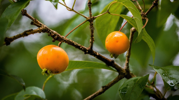 Além de render receitas deliciosas, ela nasce em uma árvore usada até na arborização urbana. (Créditos: Shutterstock)
