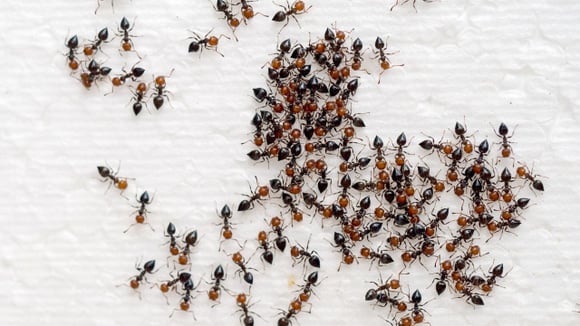 Bora saindo! Mulher viraliza após usar truque inusitado para expulsar formigas do açúcar, mas qual a explicação?!
