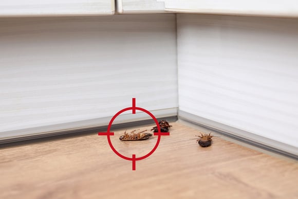 Como manter as baratas bem longe da sua casa: solução caseira é simples e acaba com elas
