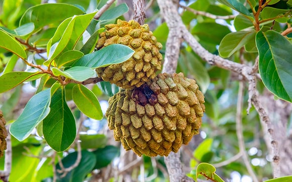 Não é a jaca, nem a graviola: fruta do Cerrado rica em vitamina C impressiona pela riqueza em antioxidantes e já virou até Patrimônio Cultural