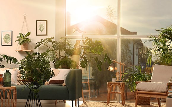 "Quanto mais sol, mais bonita": 6 plantas decorativas fáceis de cuidar e perfeitas para cultivar no verão e deixar a sua casa ainda mais bela