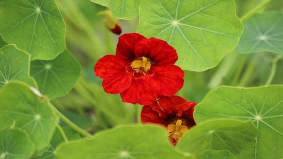 Plantas fáceis de cultivar unem beleza e sabor no quintal (Foto: Shutterstock)