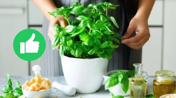 Desde que descobri o poder desse ingrediente para as minhas plantas, nunca mais eu joguei fora!