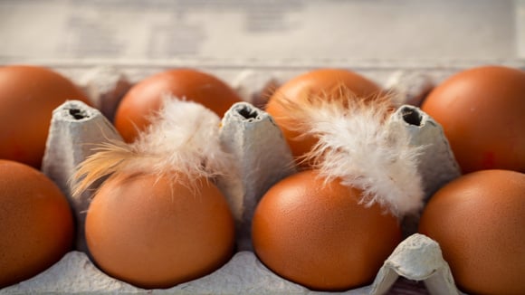 Achou um pelo no ovo? TudoGostoso explica se você deve descartar ou pode consumir o alimento sem risco à saúde
