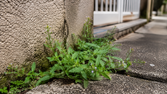 Planta comum que nasce nas calçadas pode trazer muitos benefícios para a saúde e você só precisa de 1 folha
