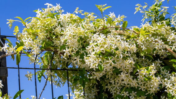 O jasmim-estrela é uma trepadeira com flores abundantes de perfume bastante marcante (Créditos: Shutterstock)