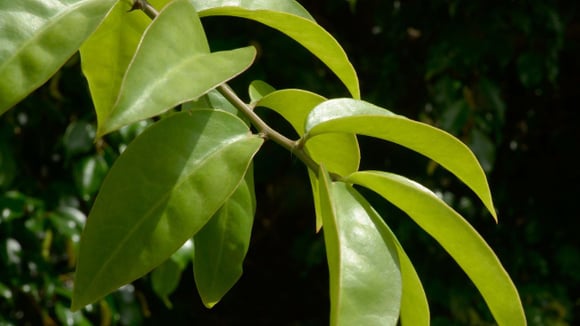 Fácil de cultivar, folha rica em cálcio e ferro que ajuda músculos e ossos cresce sem nenhum esforço em vasos