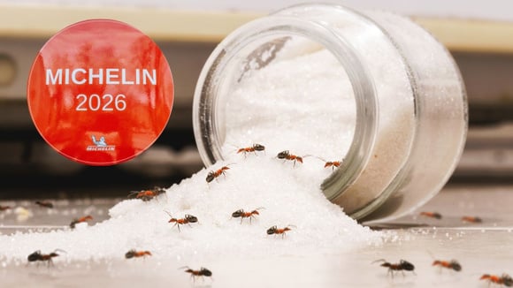 Um restaurante coreano com duas estrelas Michelin foi multado por usar formigas para decorar sobremesas