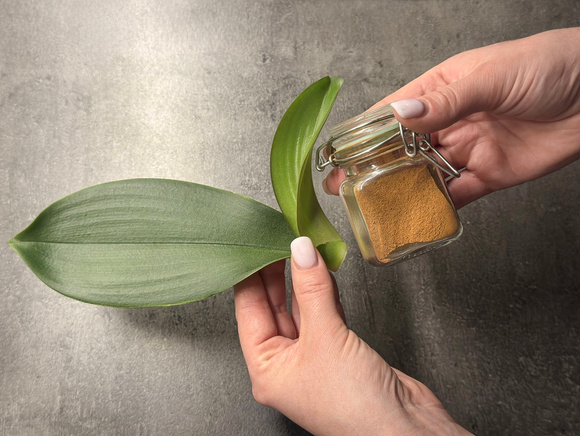 Nem canela, nem borra de café: é isso que você precisa polvilhar ao redor das suas plantas para elas crescerem saudáveis e mais rápido