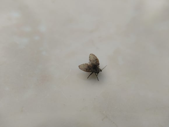 Chega de moscas de banheiro: saiba por que elas aparecem e acabe de uma vez por todas com esse problema!