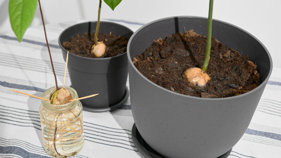 Um pé de abacate criado a partir do caroço pode demorar de 5 a 10 anos para começar a dar frutos (Créditos: Shutterstock)