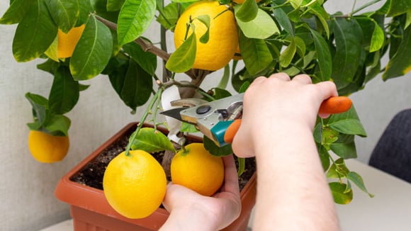Limoeiro no vaso (Créditos: Shutterstock)