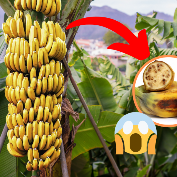 Nova variedade de banana é criada em MT, Mato Grosso