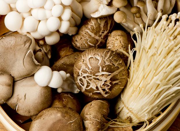 10 receitas com cogumelos: do paris ao shiitake, shimeji e salmão