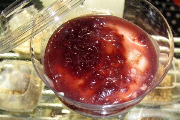 Panna Cotta Alle Fragole
