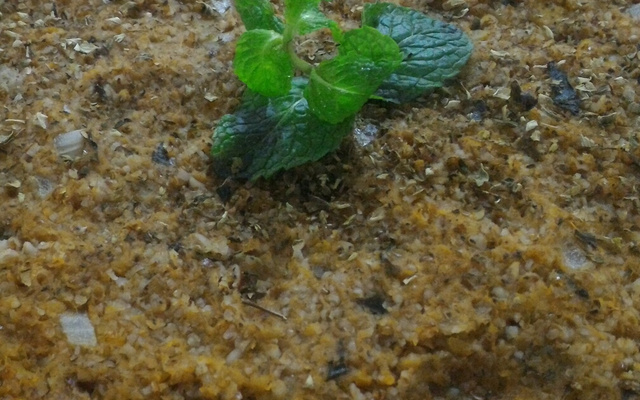 Quibe de abóbora de forno