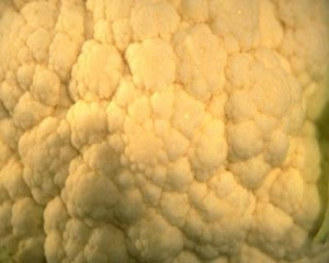 Festa da couve - flor