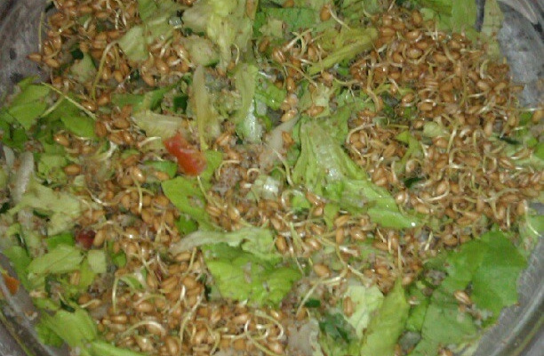 Tabule com trigo germinado