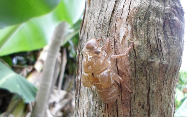 Cueca virada salgada