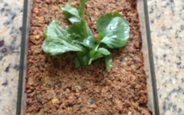 Quibe de soja de forno