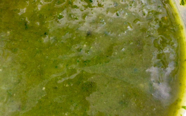 Molho pesto a jato
