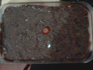 Pavê napolitano simples