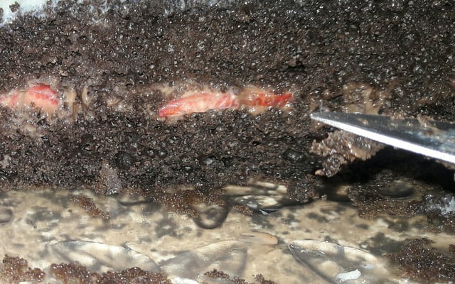 Bolo recheado fácil fácil