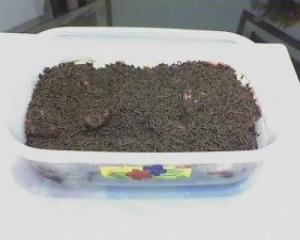 Torta de biscoito napolitano