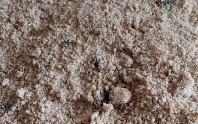 Cuca de uva com creme