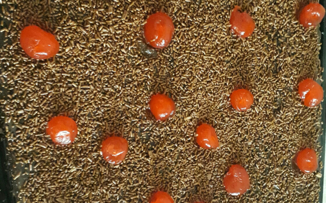 Pão de ló de liquidificador