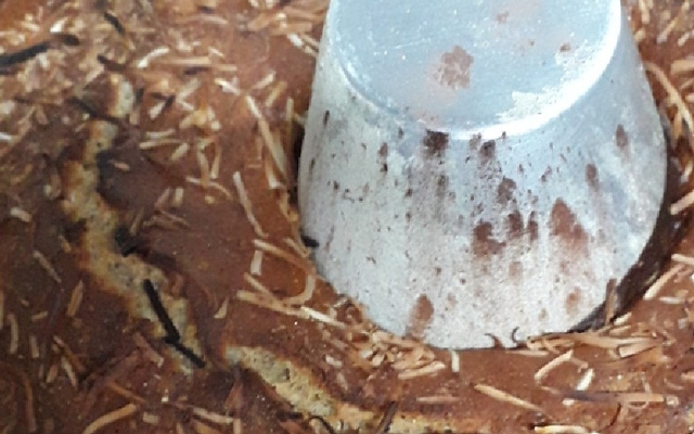 Bolo integral super macio de pera com coco